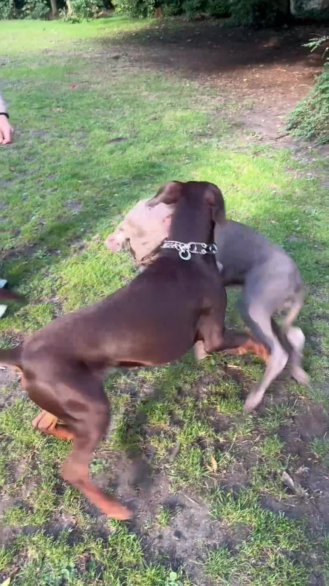 Dobermann dogs for sale: Jupiter - Video 1