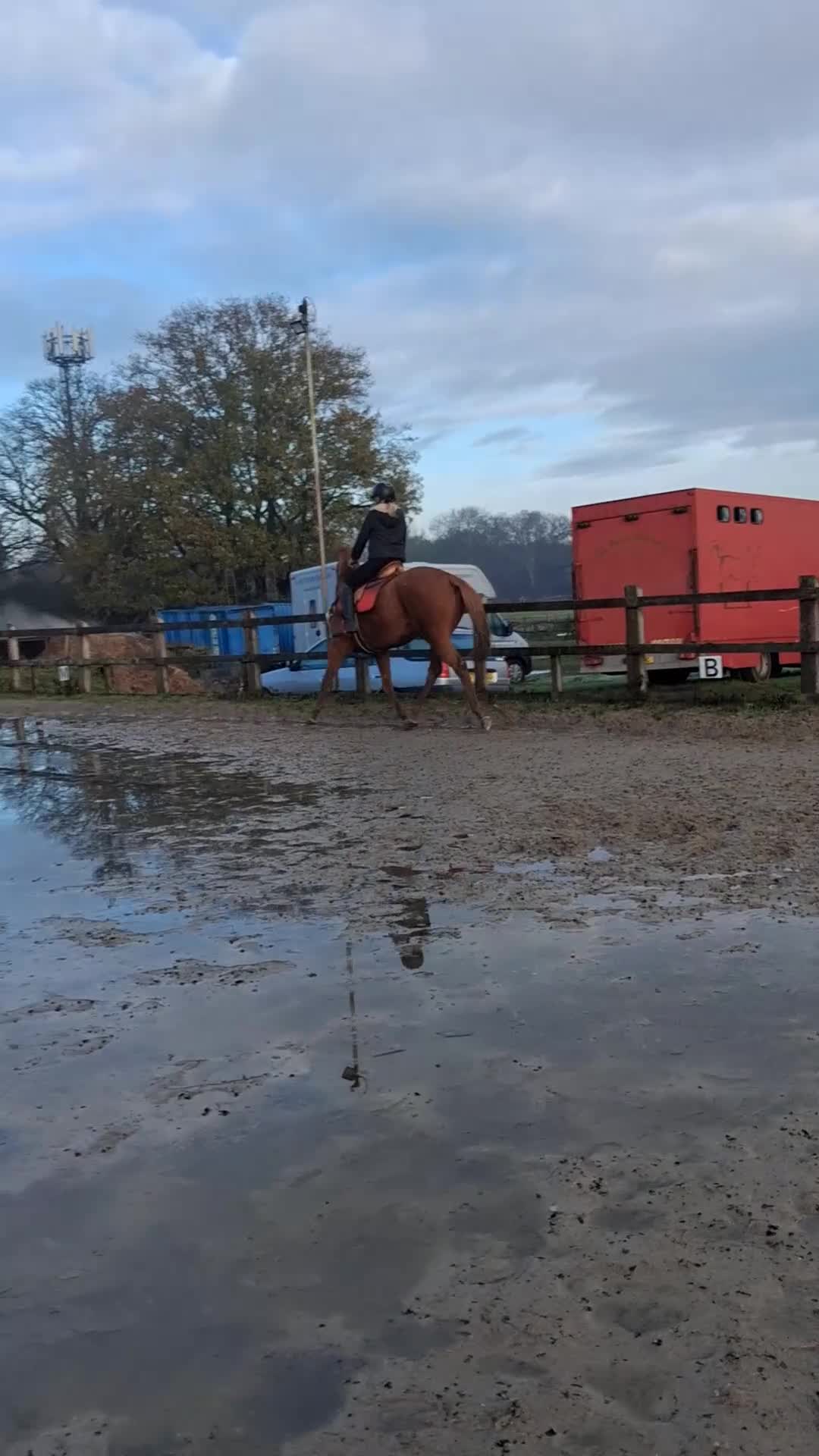 English Thoroughbred horses for sale: Super safe anyones ride - Video 3