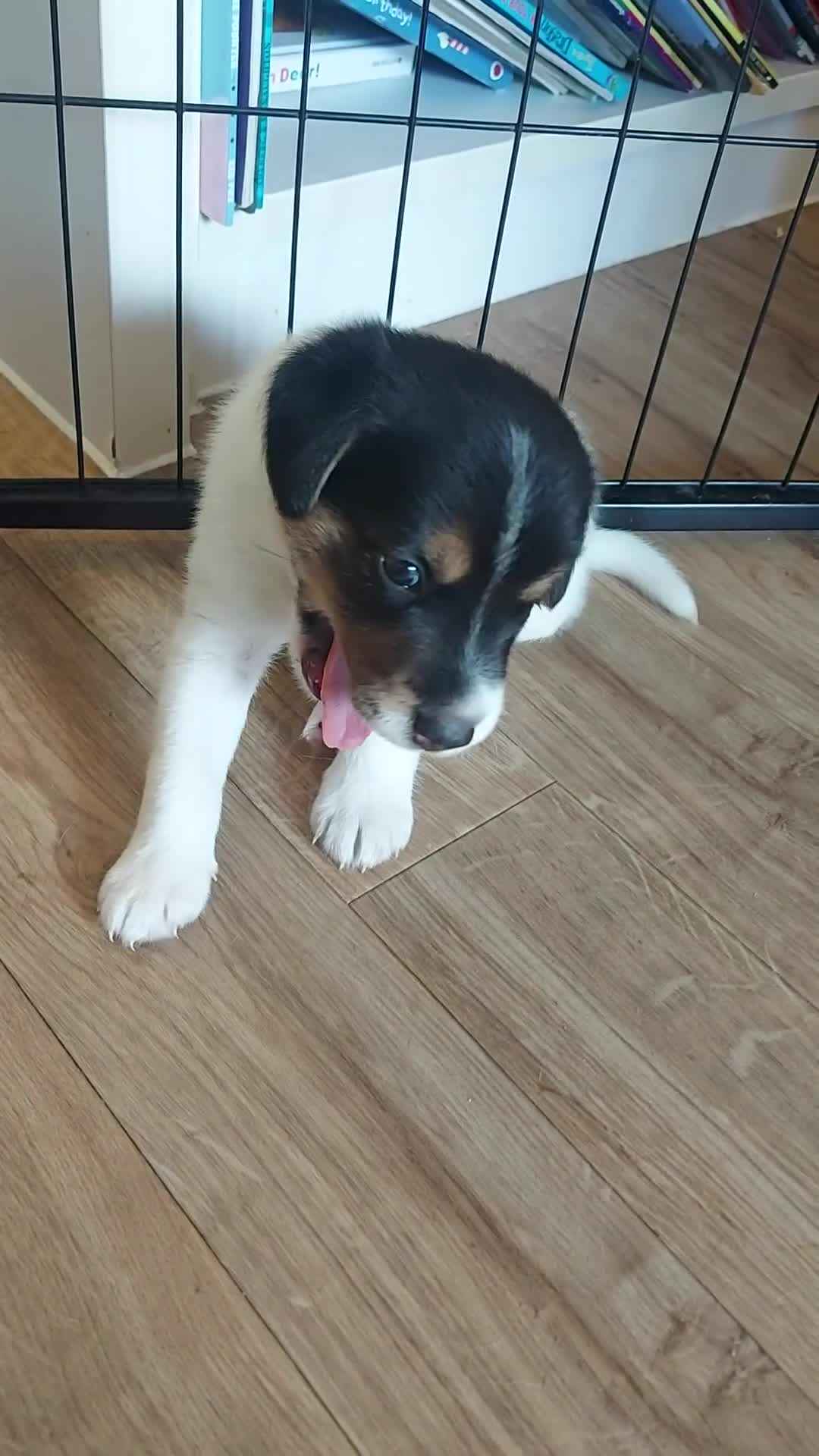 Mixed Breed dogs for sale: Border Beagle Puppies  - Video 1