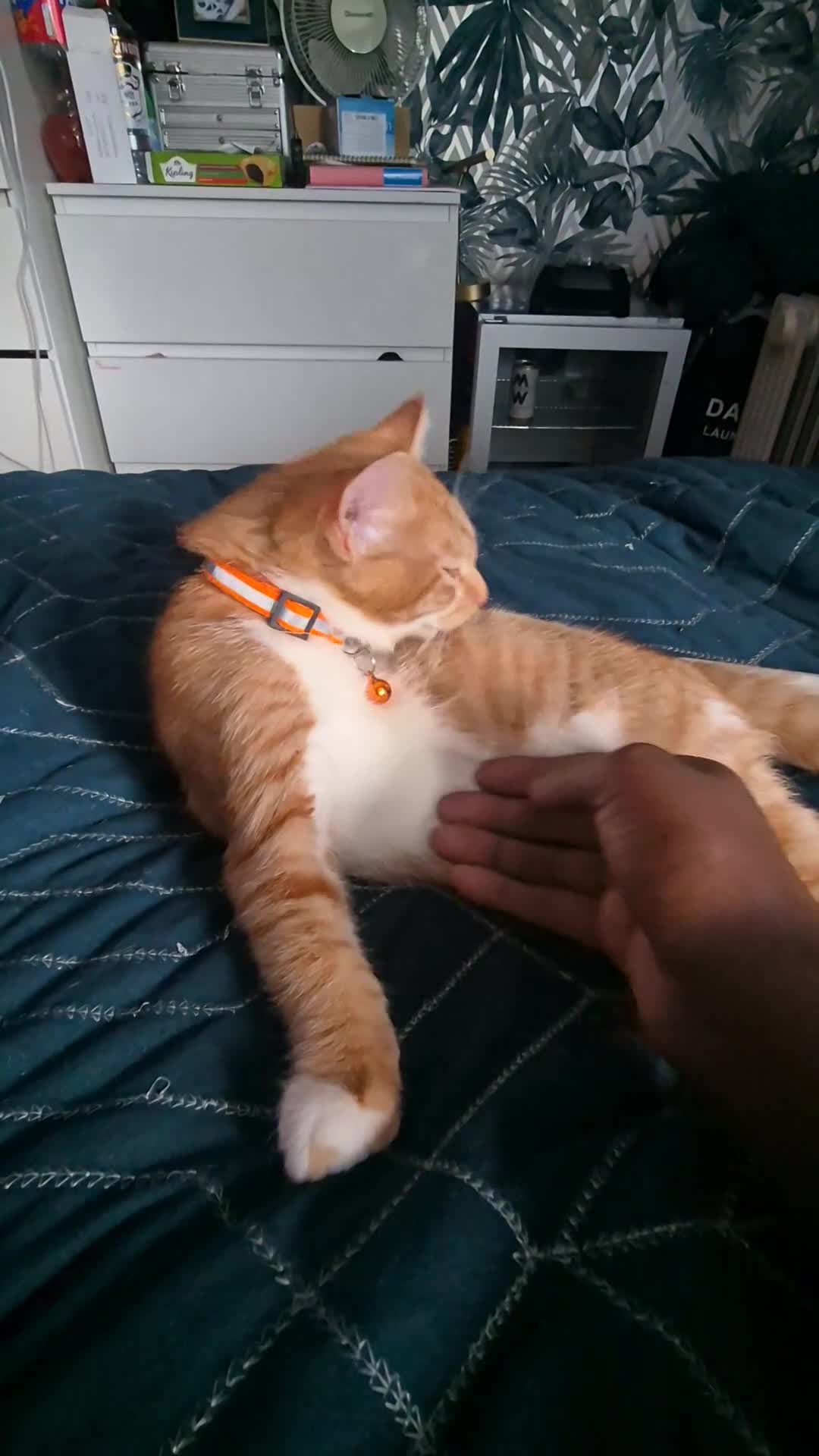 Mixed Breed cats for sale: GINGER KITTEN READY FOR A HOME  - Video 1