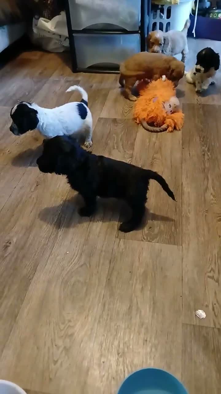 Cocker Spaniel dogs for sale: Cocker spanial pups - Video 1