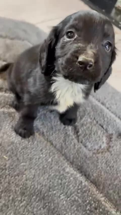 Cocker Spaniel dogs for sale: Beautiful Cockers  in Edinburgh - Video 1