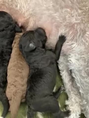 Bedlington Terrier dogs for sale: Bedlington Terrier Pups - Video 1