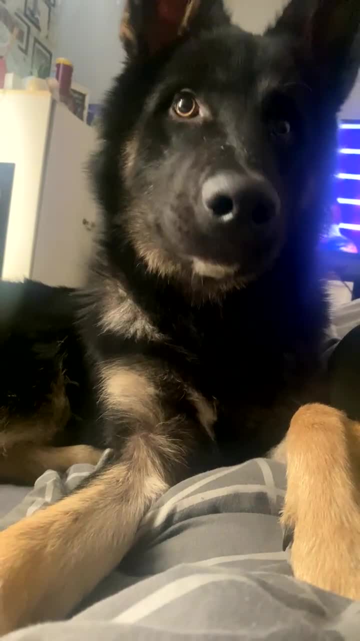 Shepsky dogs for sale: Shepsky apollo - Video 1