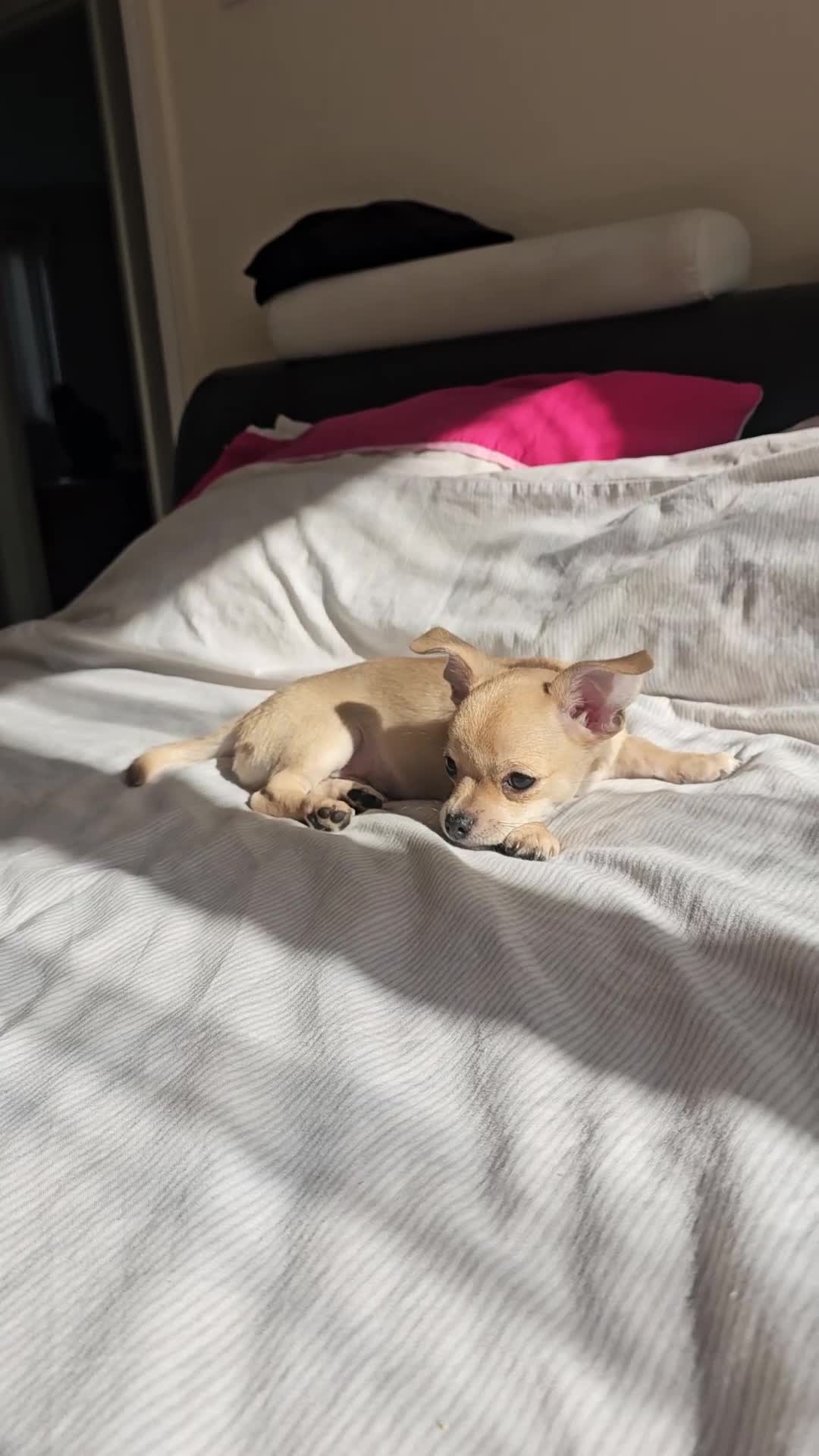 Chihuahua dogs for sale: Chihuahua puppie Small size - Video 1