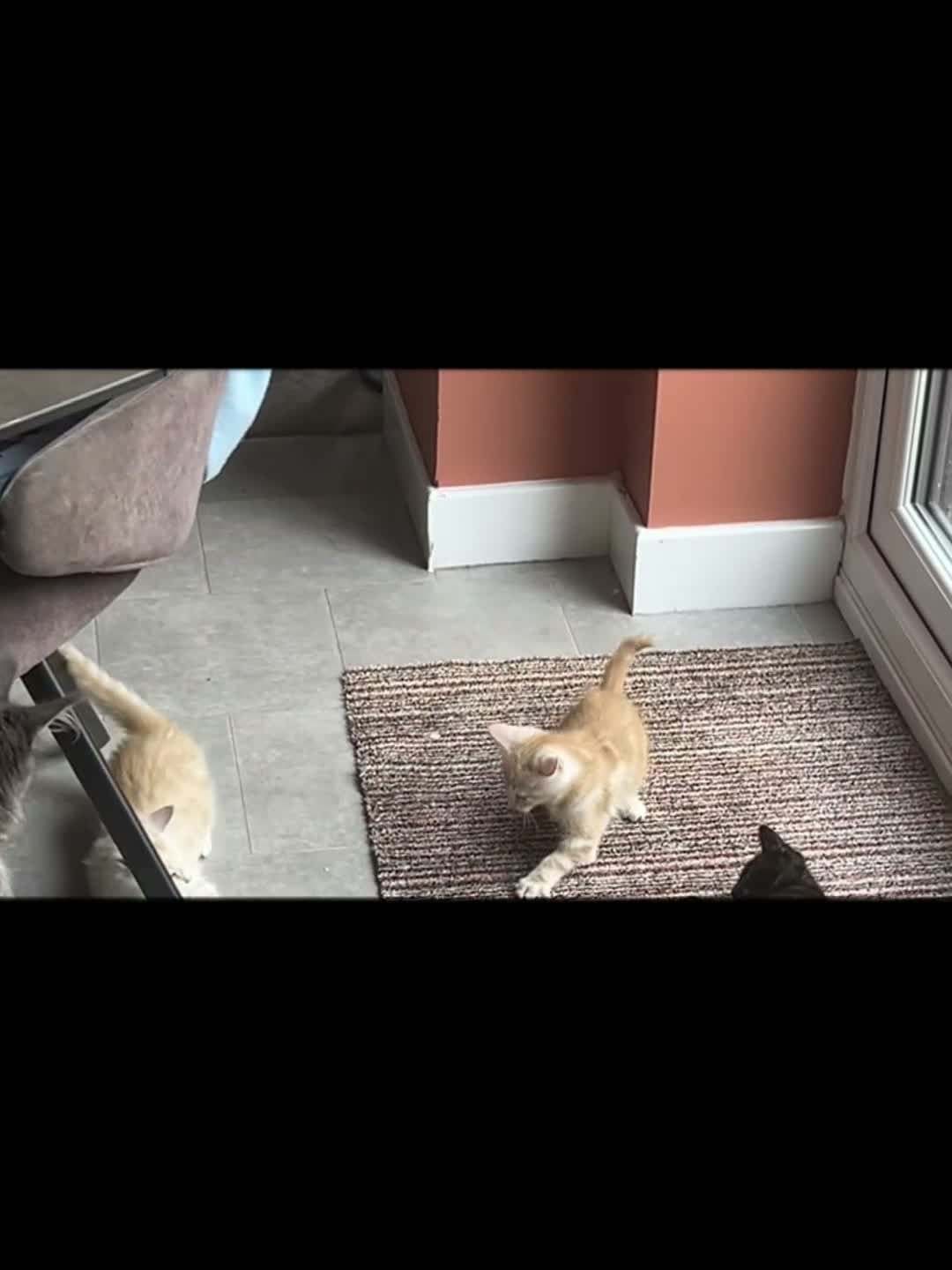 Maine Coon cats for sale:  Maine Coon X ready NOW - Video 1