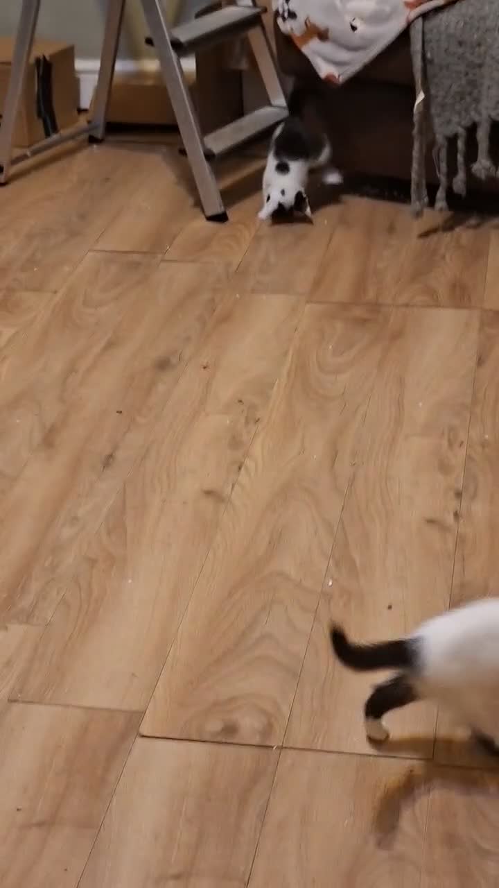 Mixed Breed cats for sale: 5 adorable kittens - Video 1