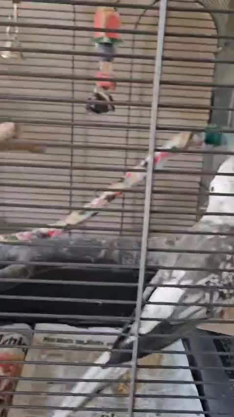 Cockatiels birds for sale: 2x cockatiels for sale and cage/toys - Video 1
