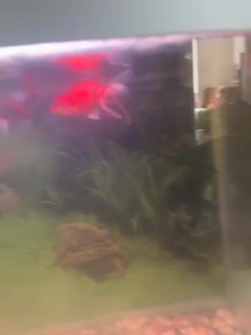 Fancy Goldfish fish for sale: 4 goldfish and an aquarium - Video 1