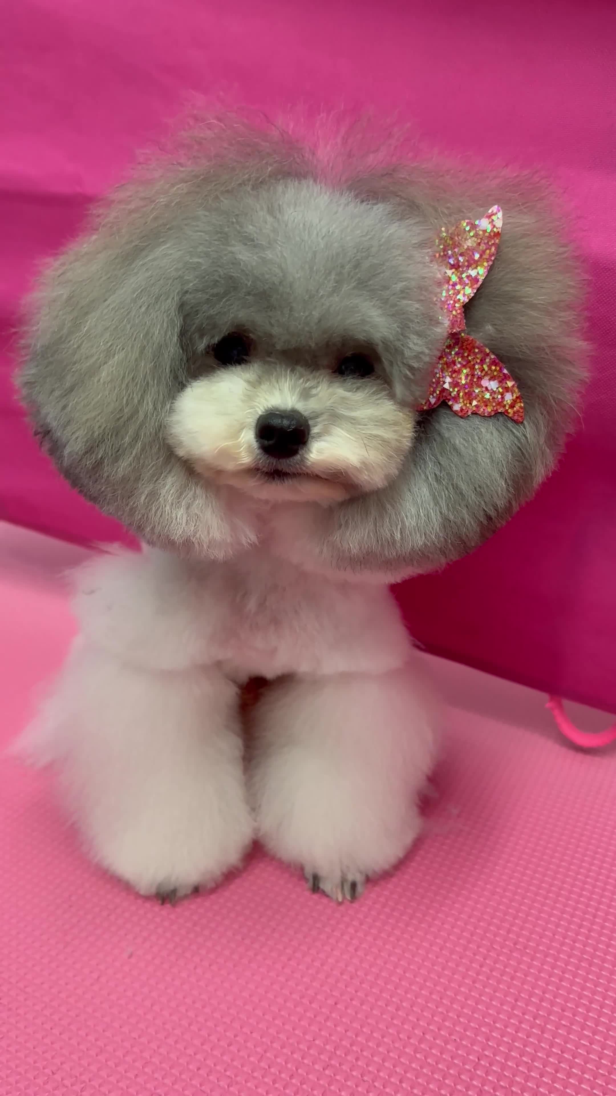 Toy Poodle dogs for stud: 7.5inch Toy HEALTH TESTED ASIAN IMPORT in Guildford - Video 5