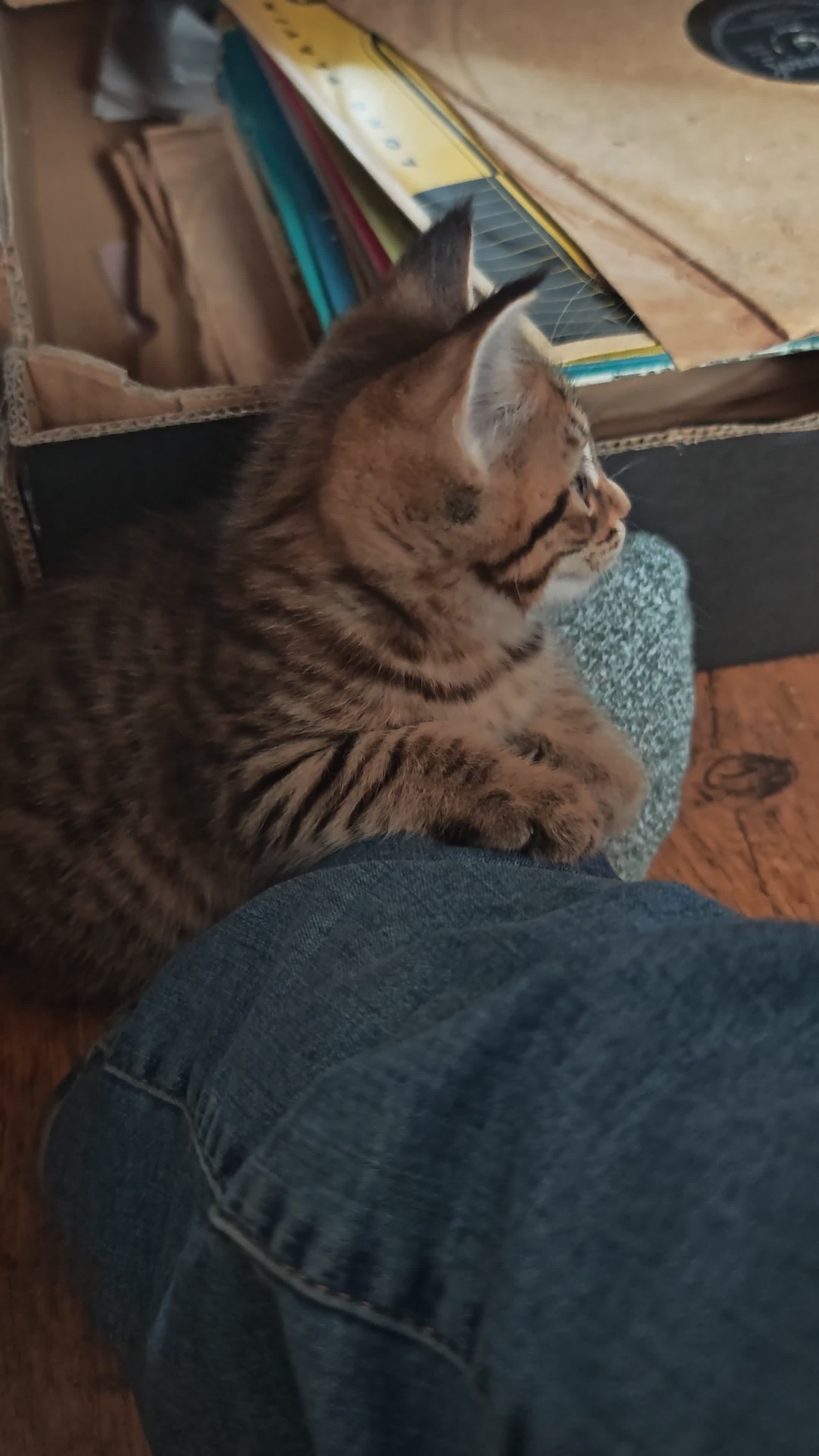 Mixed Breed cats for sale: Stunning 3/4 Maine Coon kittns - Video 2