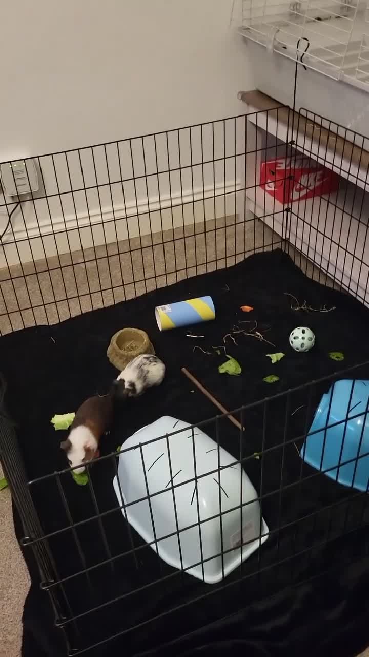 Guinea Pig rodents for sale: guinea pigs and full set up  - Video 1