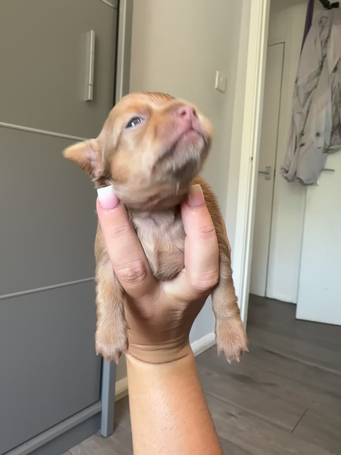 Chihuahua dogs for sale: One of a kind ChiPin Puppies - Video 3