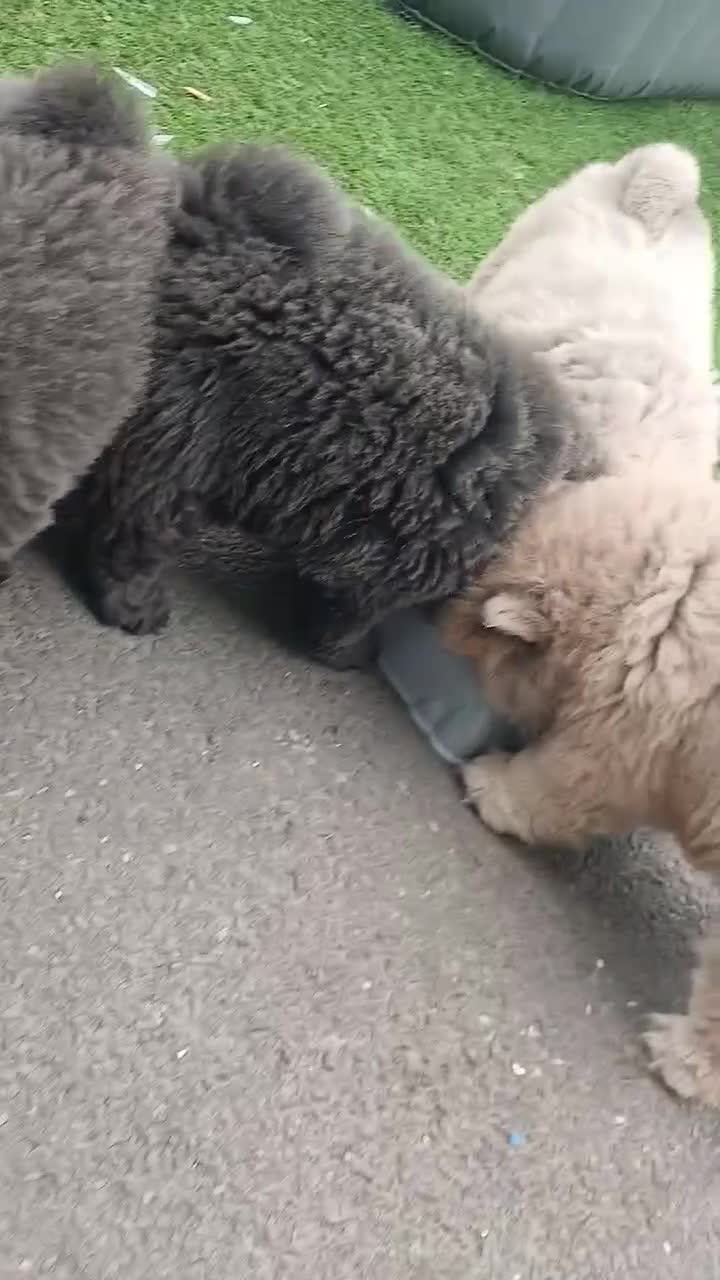 Chow Chow dogs for sale: Chow chow puppies  - Video 1