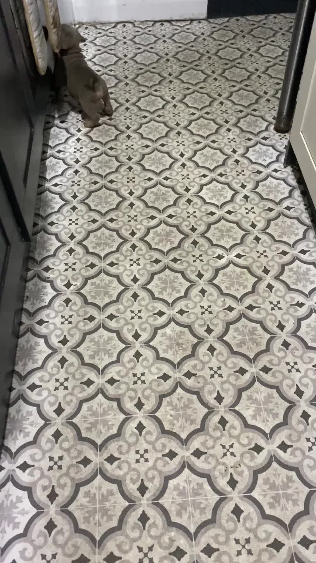 Mixed Breed dogs for sale: Old Tyme And English bulldog puppies - Video 1