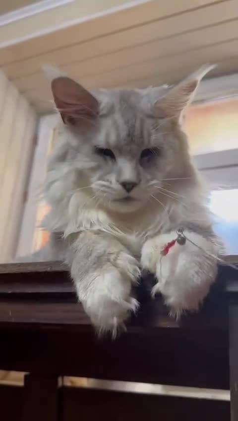 Maine Coon cats for stud:  ⭐️ SIR CLYDE ⭐️ STUD AVAILABLE ⭐️ POLYDACTYL ⭐️ - Video 1