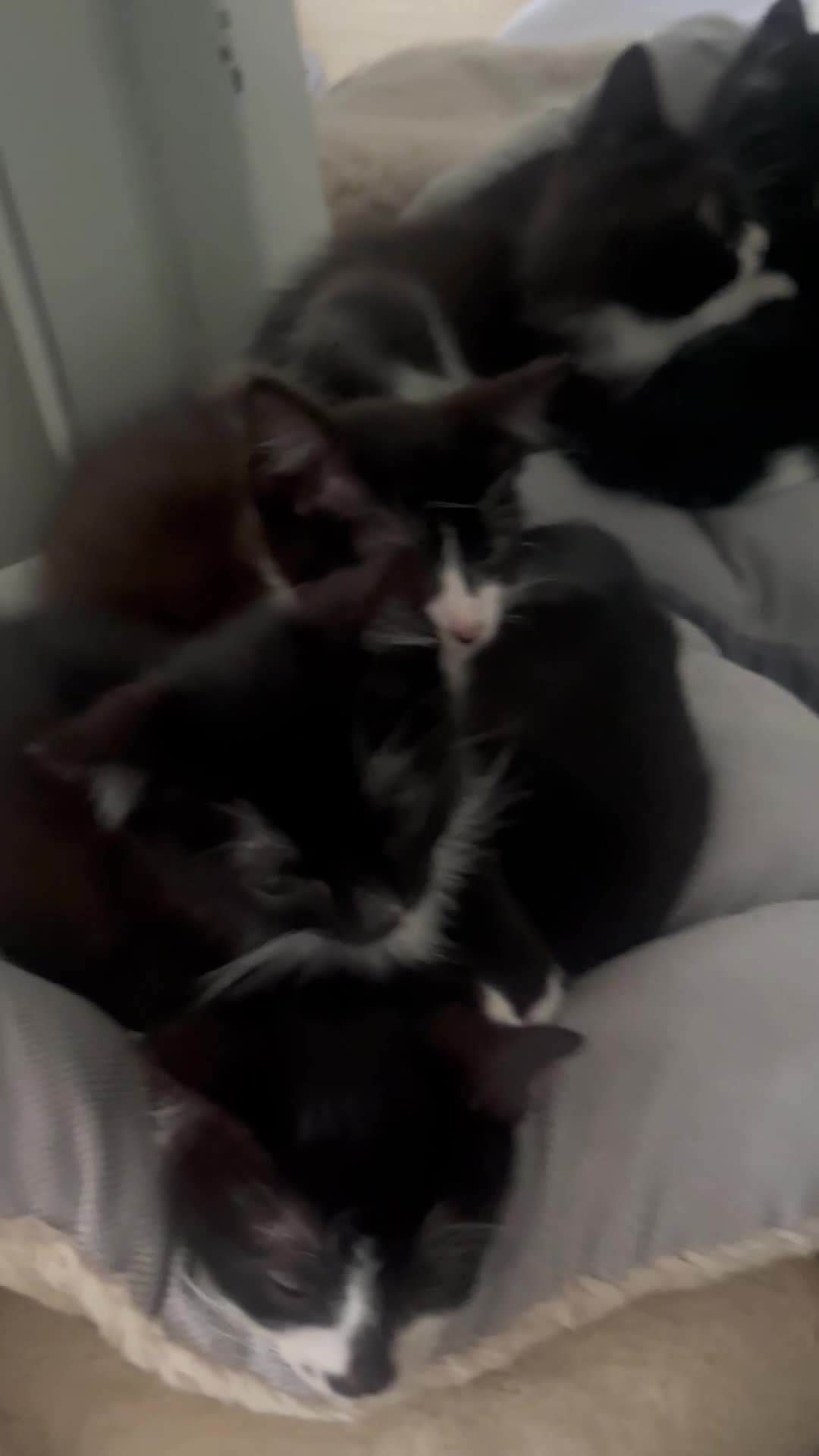 British Shorthair cats for sale: 3 boy kittens  - Video 3