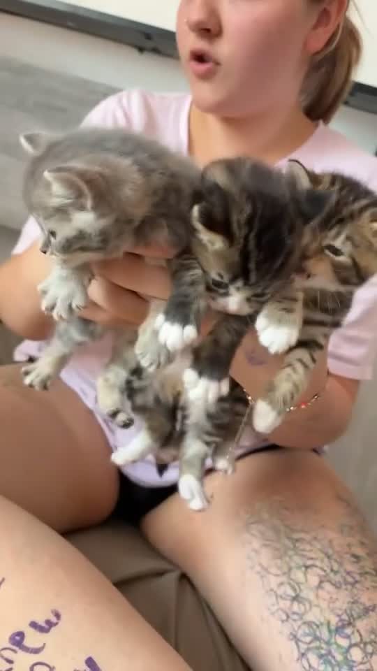 Mixed Breed cats for sale: 3 gorgeous kittens ready for their forever homes  in Hatfield - Video 1