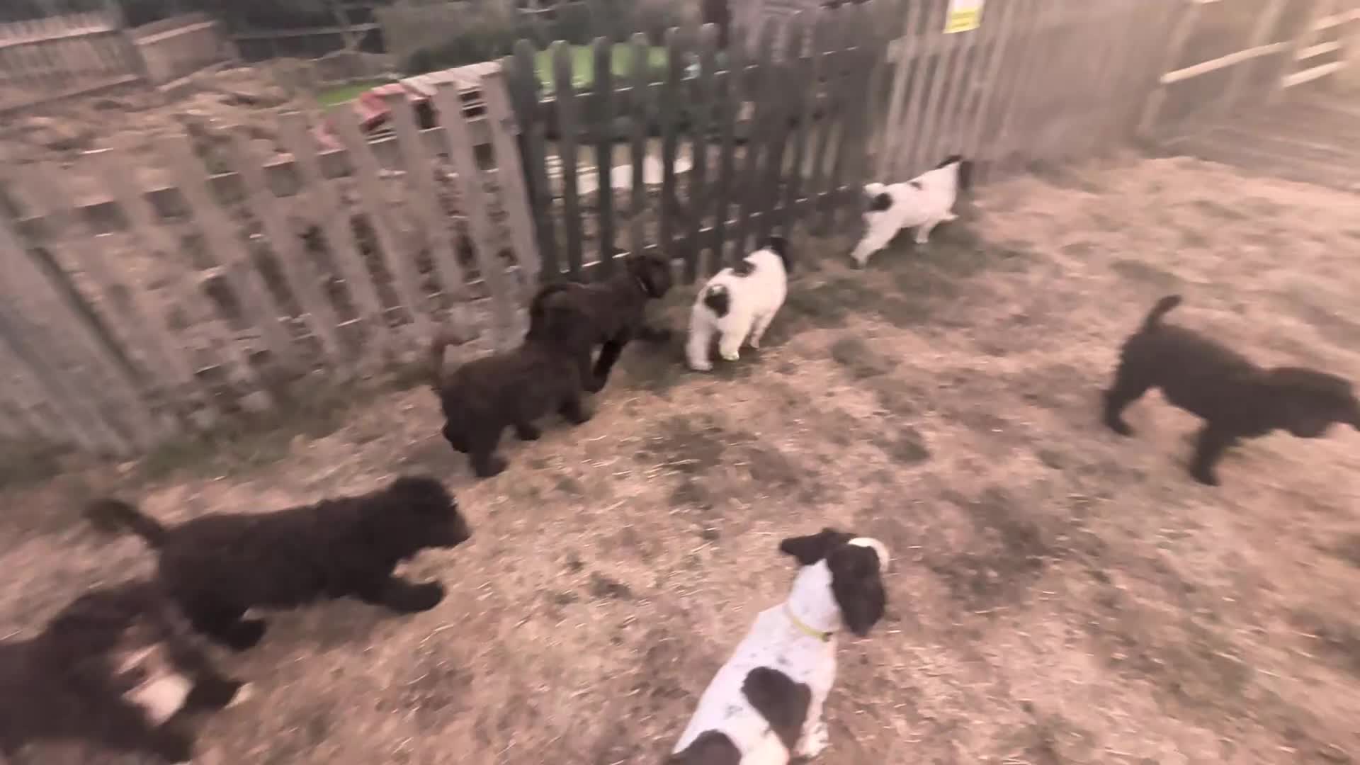 Spanish Water Dog dogs for sale: Spanish Water Dog - Video 2