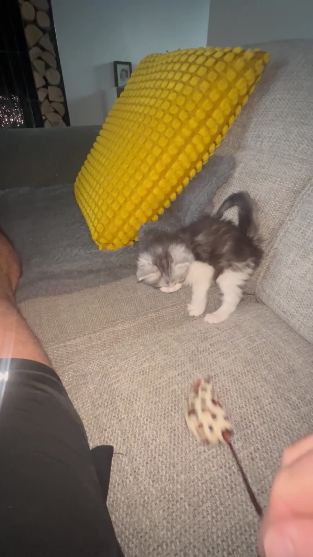 Maine Coon cats for sale: Beautiful chunky Maine Coon for sale  in Ballyclare - Video 1