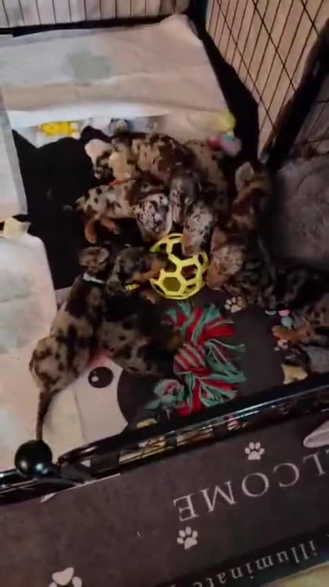 Miniature Dachshund dogs for sale: Adorable Mini Dachshund pups,KC Reg, DNA Tested in Poole - Video 4