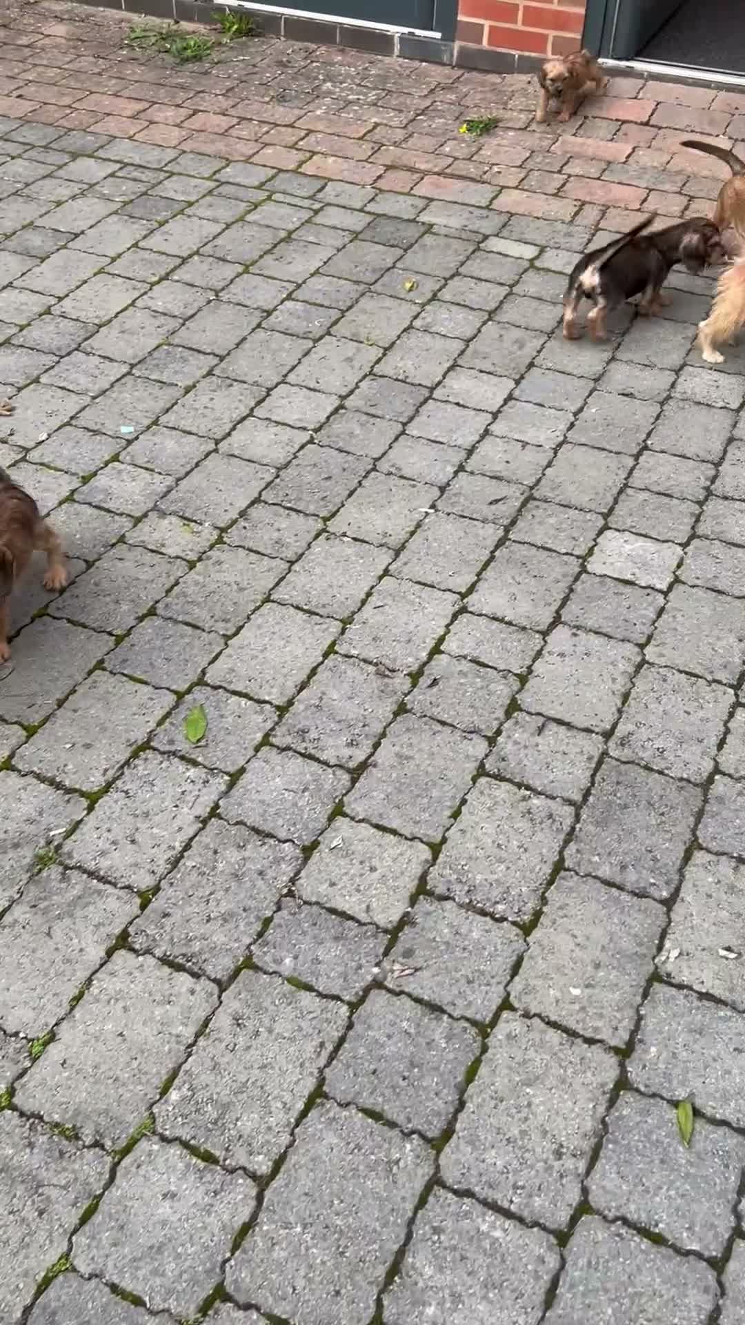 Mixed Breed dogs for sale: Cute playful crazy pups in Coventry - Video 1