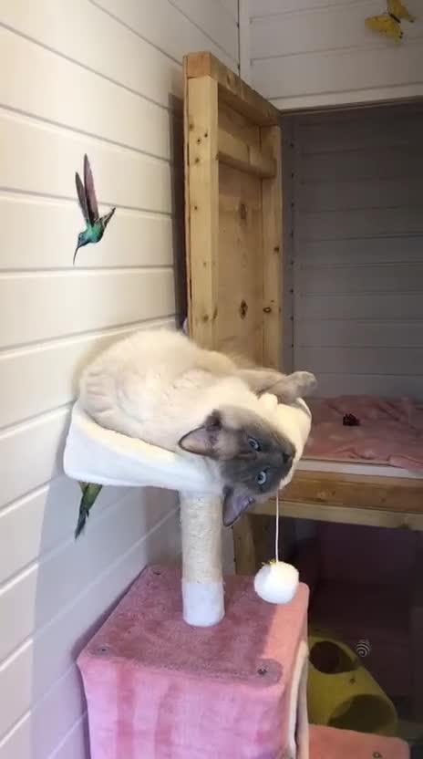 Ragdoll cats for sale: Beautiful Ragdoll male  - Video 2