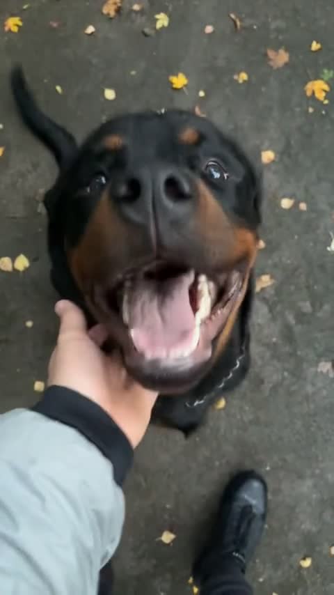 Rottweiler dogs for sale: Meet Darren Our Beautiful Male Rottweiler Puppy - Video 1