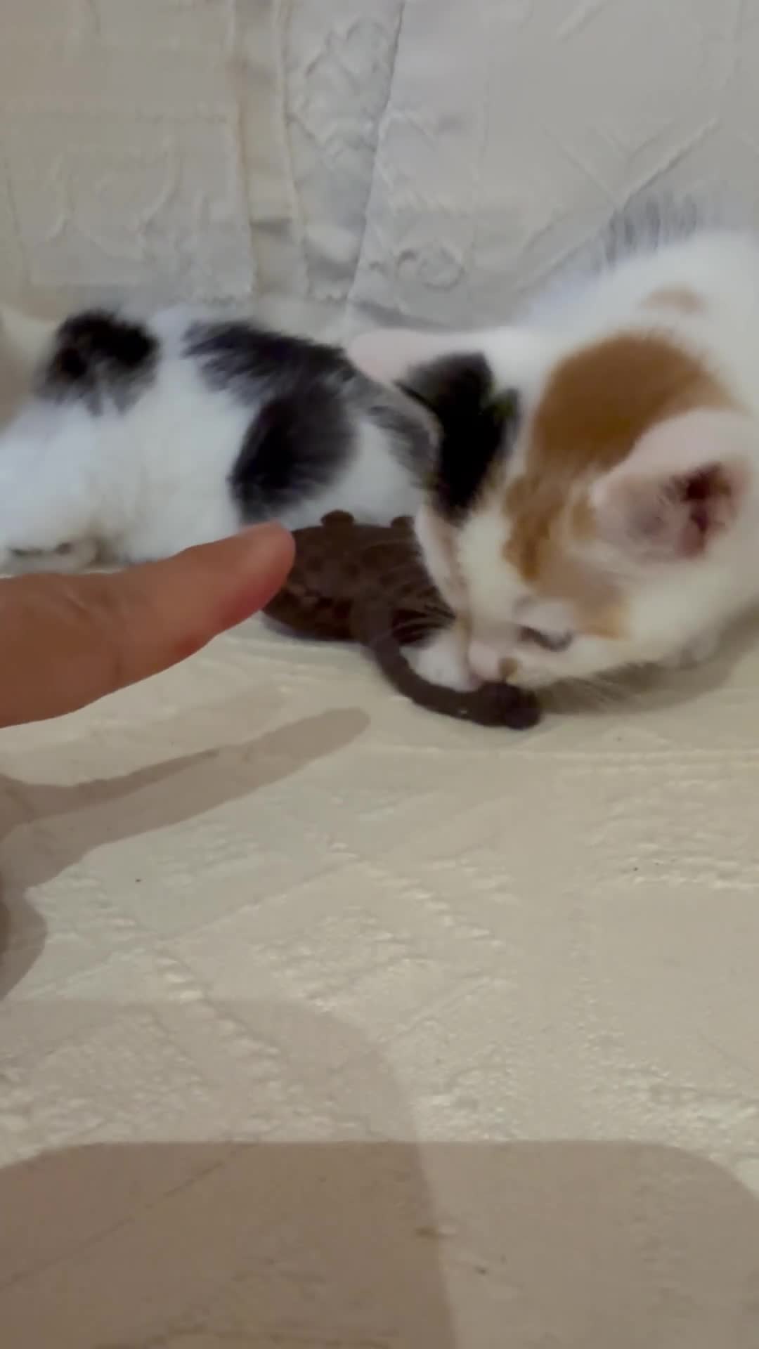Mixed Breed cats for sale: 4 kittens and 1 mother - Video 2