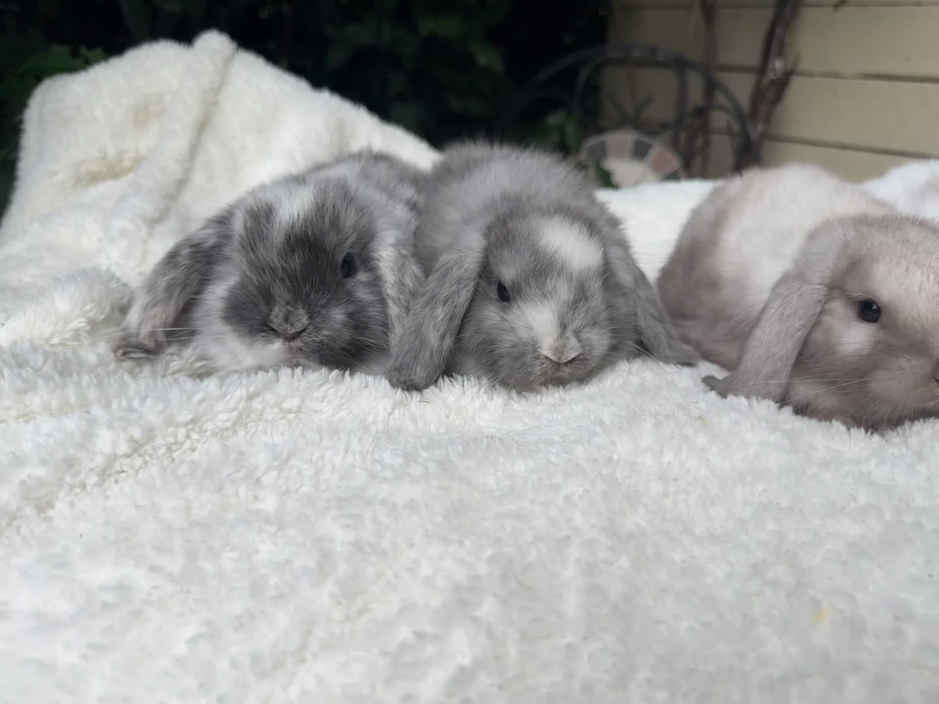 Mini Lion Lop rabbits for sale: Gorgeous Mini Lops pedigree rabbits - Video 1