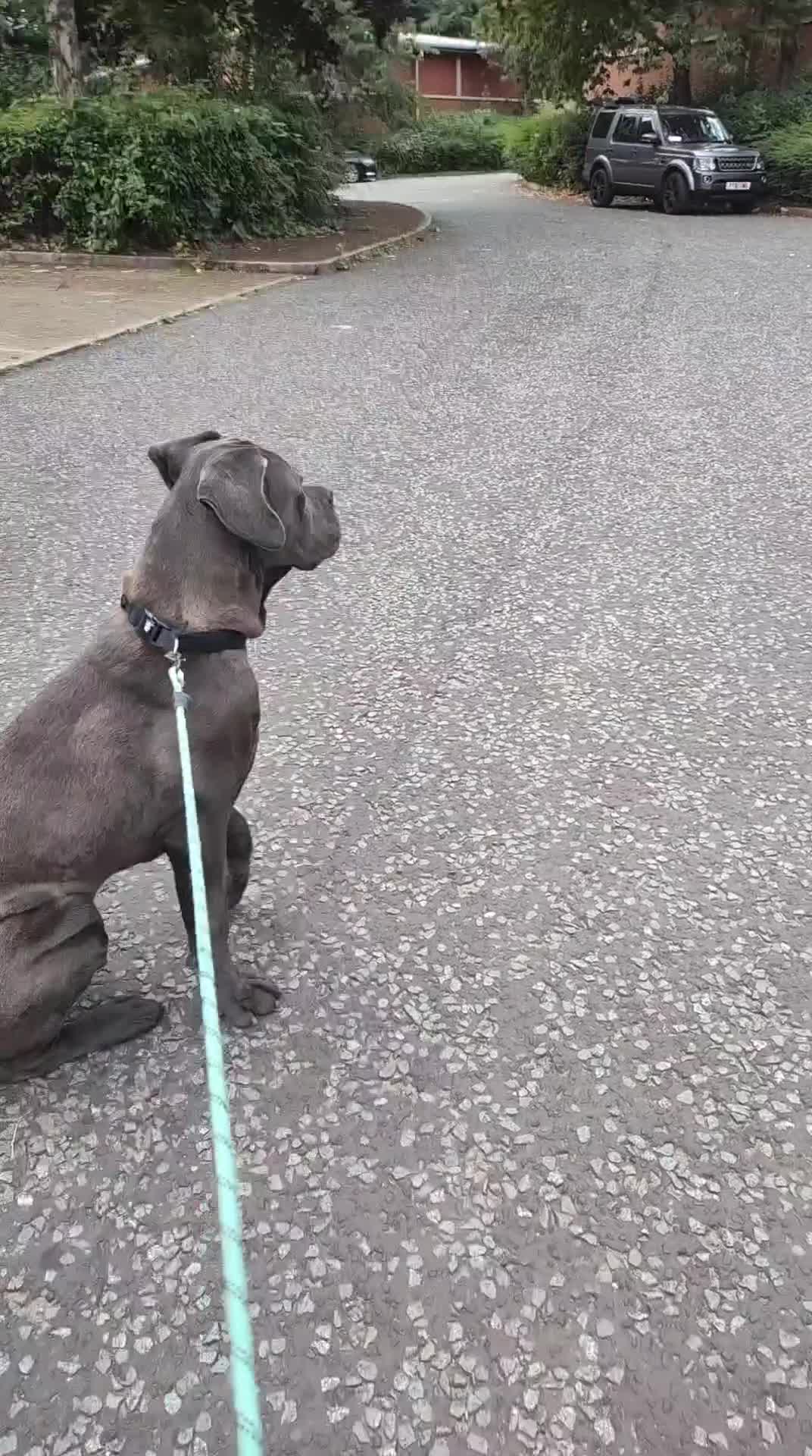 Cane Corso dogs for sale: Cane corso Italian  - Video 1