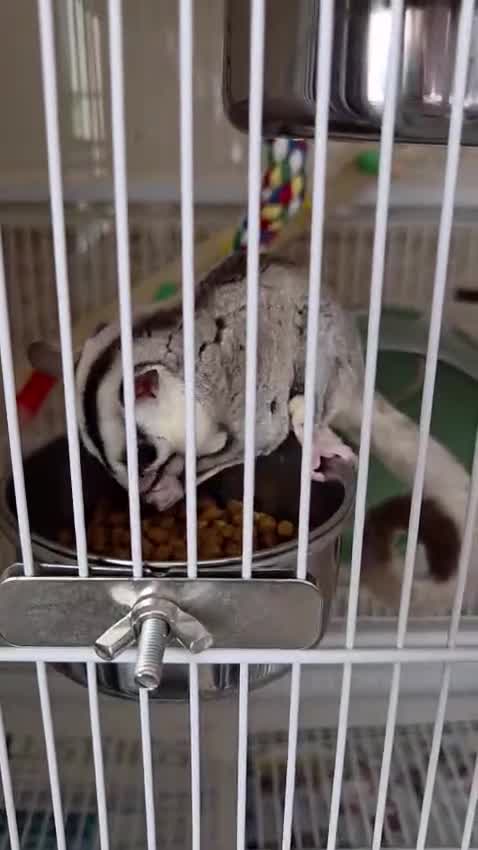 Sugar Glider rodents for sale: 2 Female Sugar Gliders Beryl & Petal in Maldon - Video 2