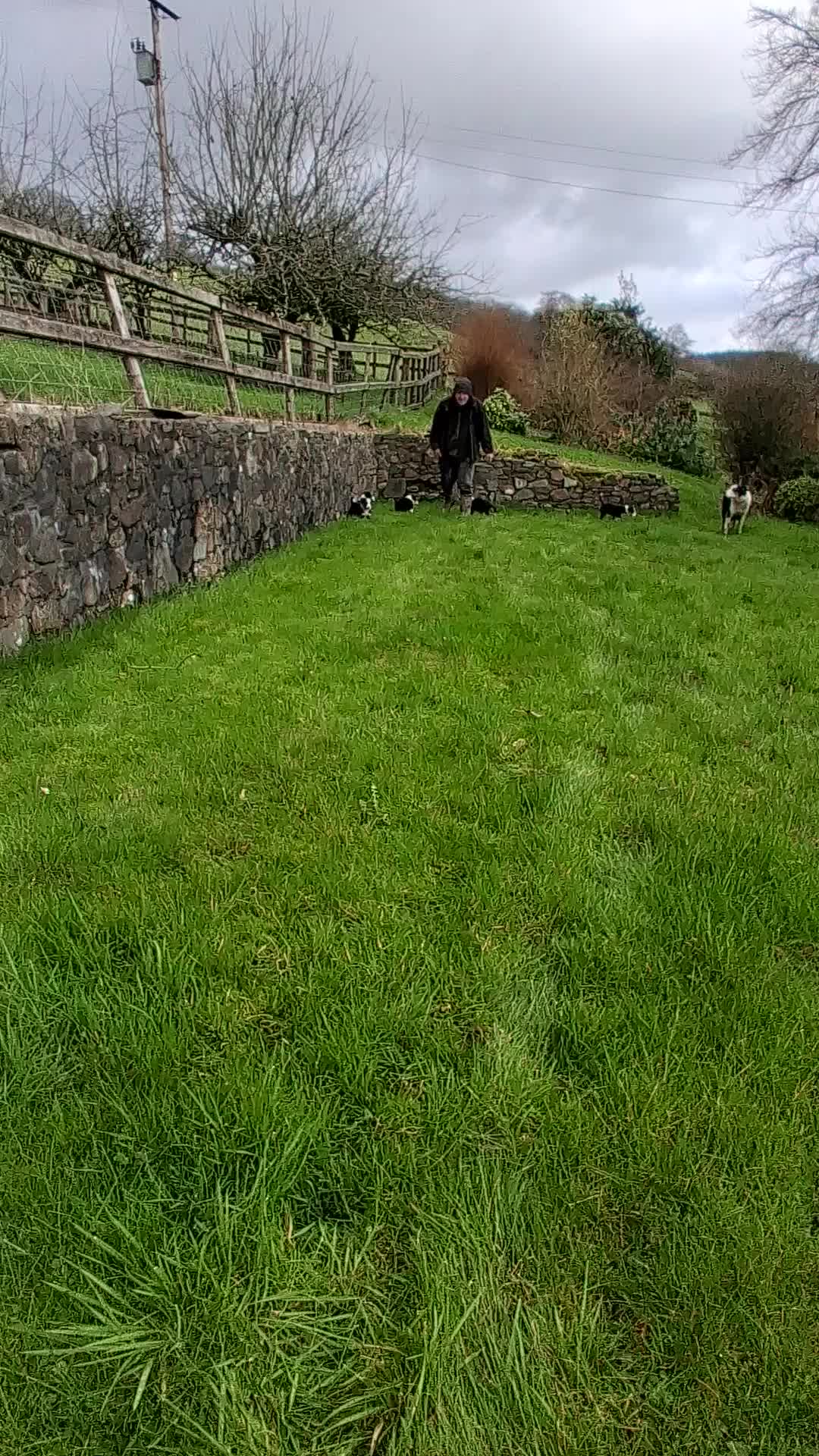 Border Collie dogs for sale: Beautiful Tri Colour Border Collie Puppies 🐶  - Video 2