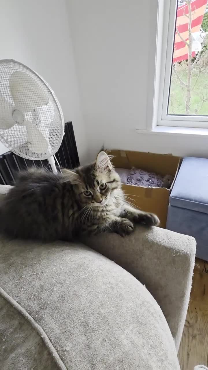 Maine Coon cats for sale: Ready now adorable maine coon Kittens 4bs & 1g - Video 1