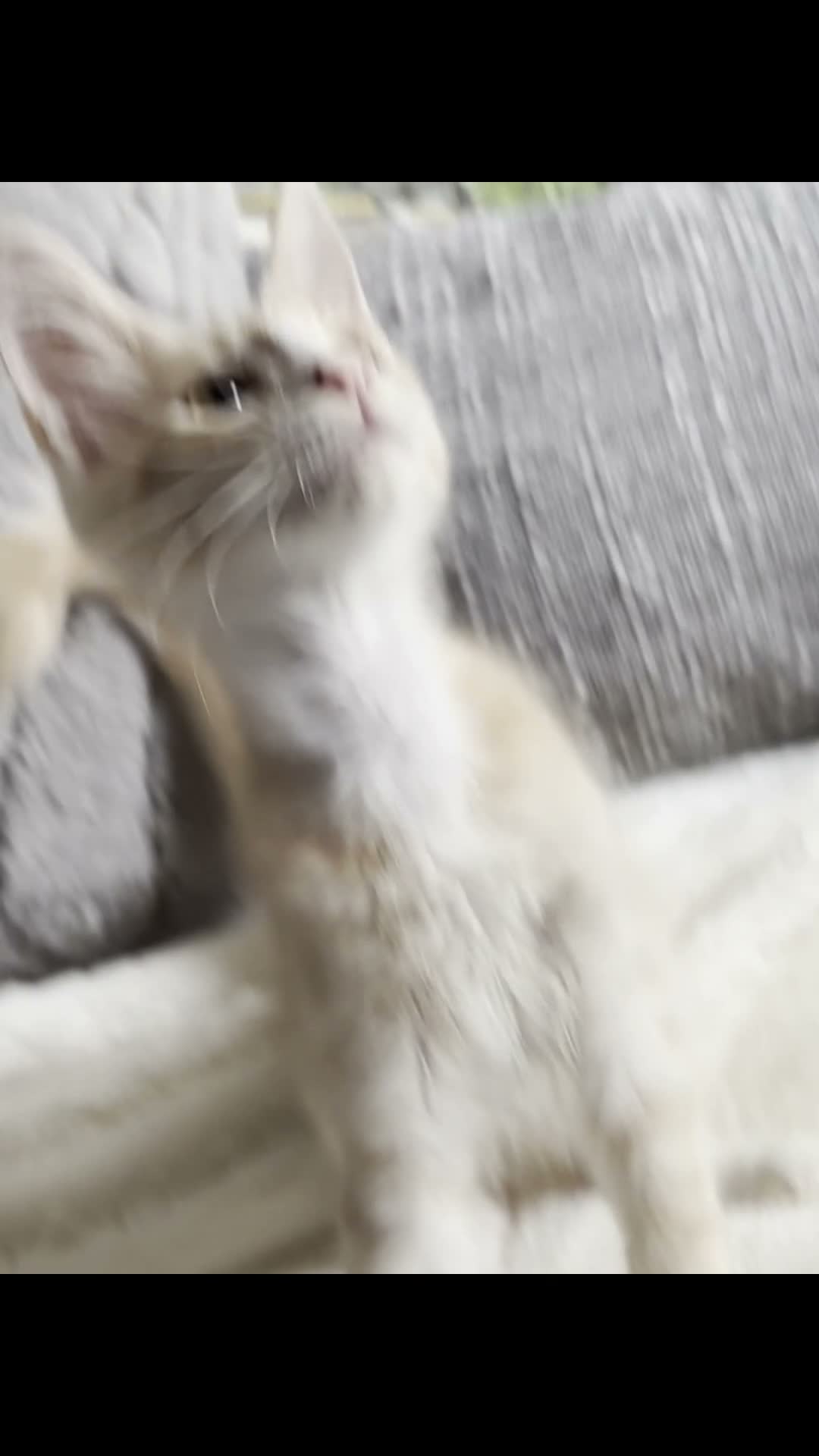 Maine Coon cats for sale: 🐾 Tica registered Maine coon kittens  - Video 3