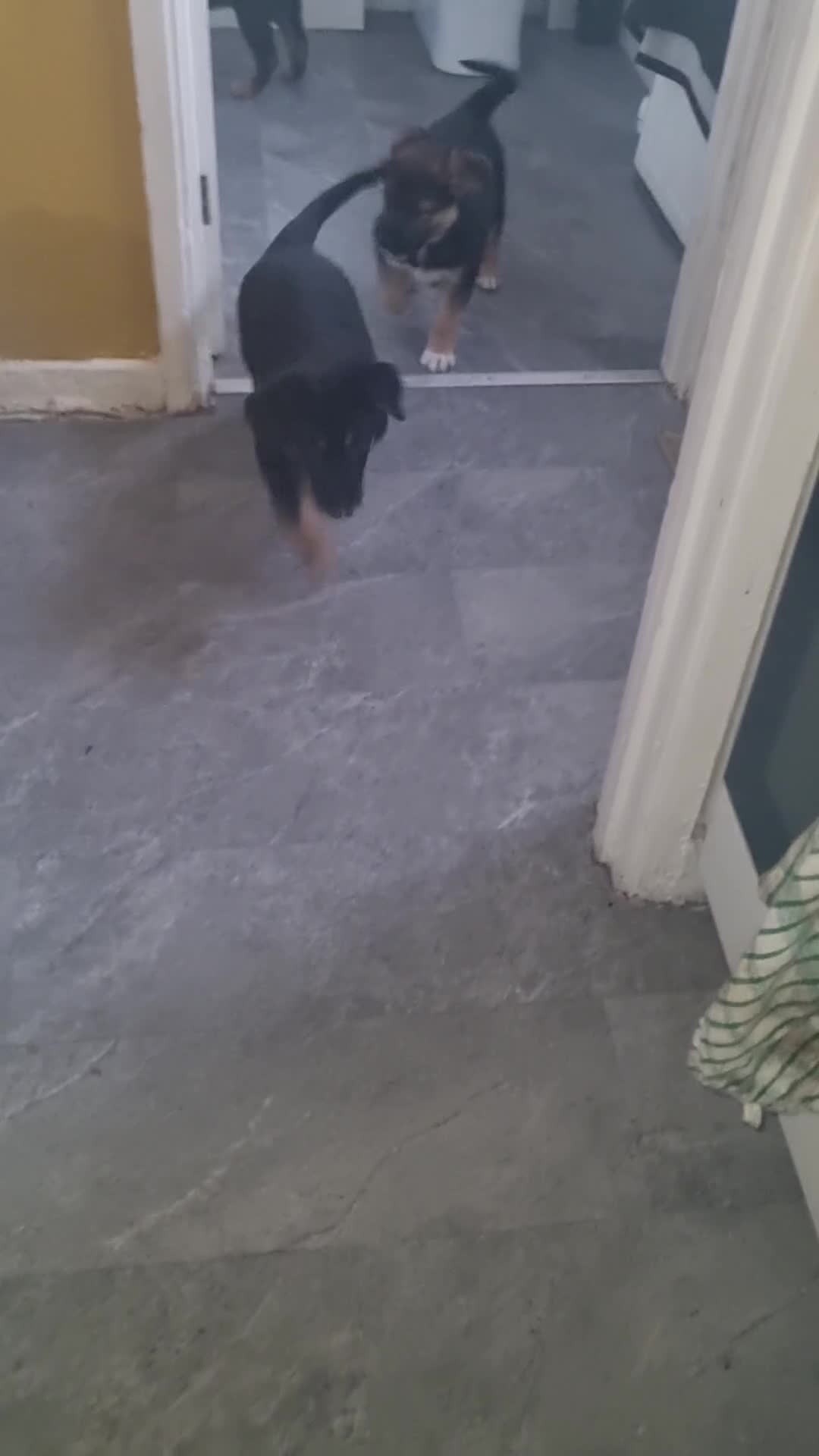 Mixed Breed dogs for sale: German shepard cross for sale - Video 2