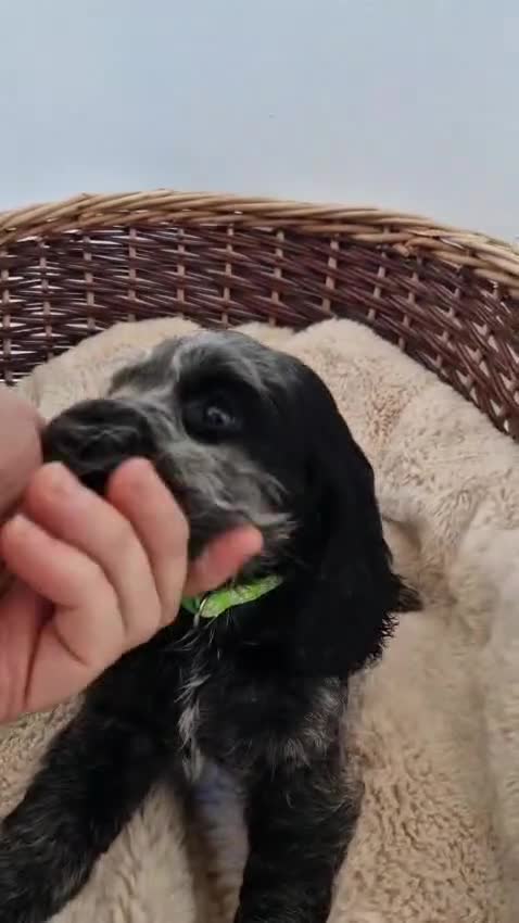 Cocker Spaniel dogs for sale: Outstanding KC registered cocker Spaniel puppies. - Video 1