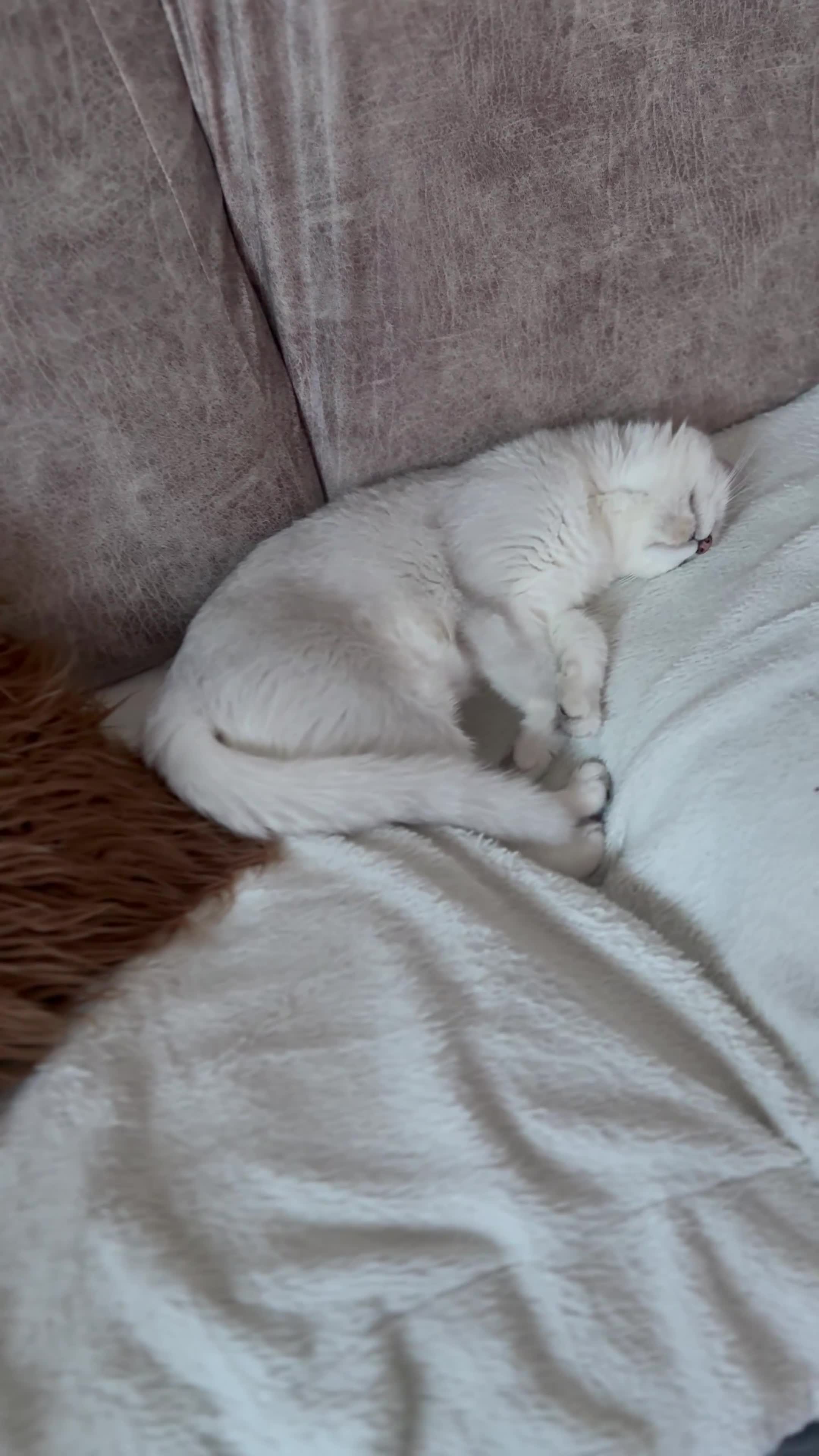 British Shorthair cats for sale: ❤️Cuddly Rare Pure Bsh Chinchilla Champion - Video 4