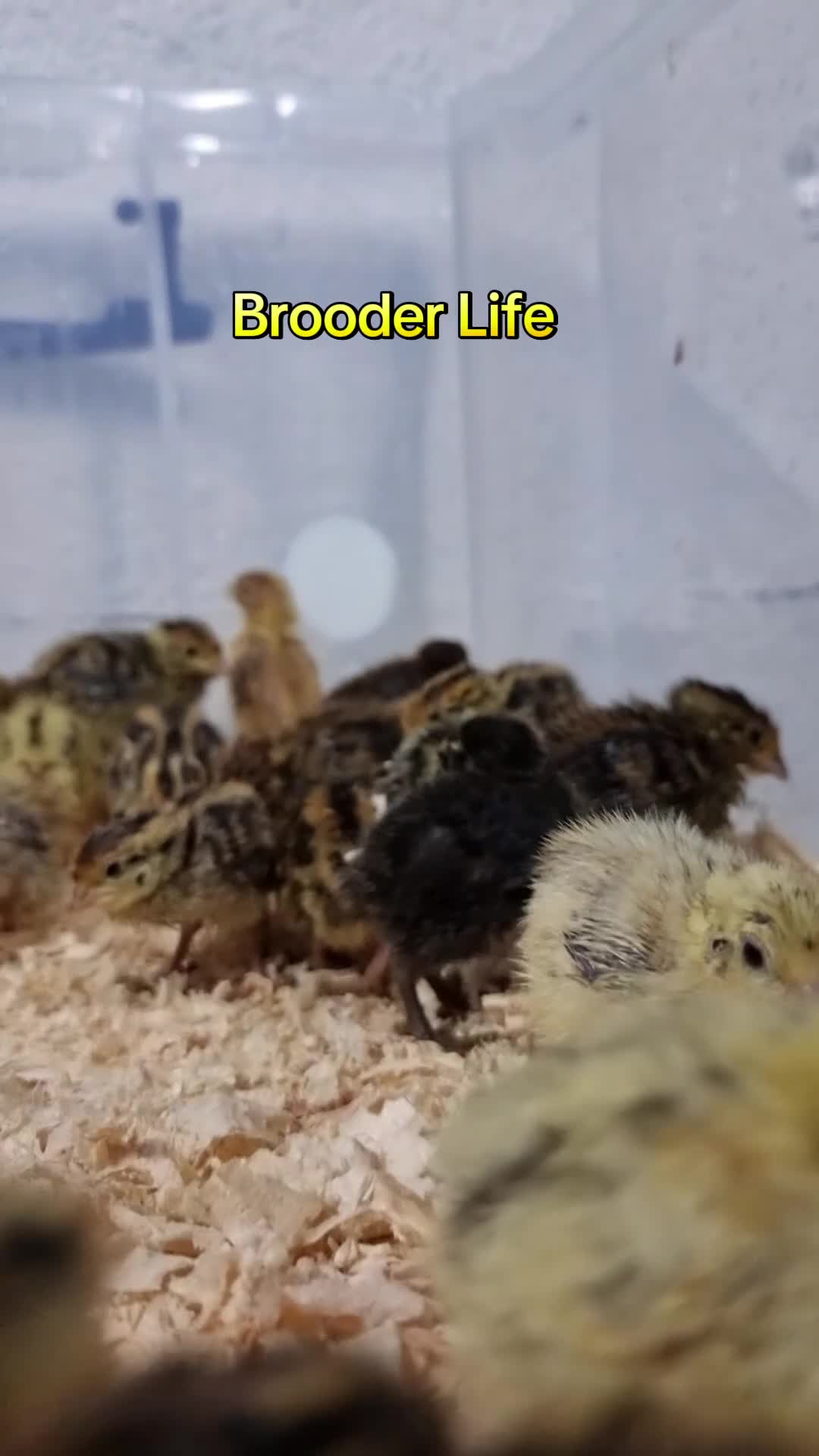 Quail poultry for sale: 🐣 Live Jumbo Coturnix Quail Chicks – Ready Now!  - Video 3