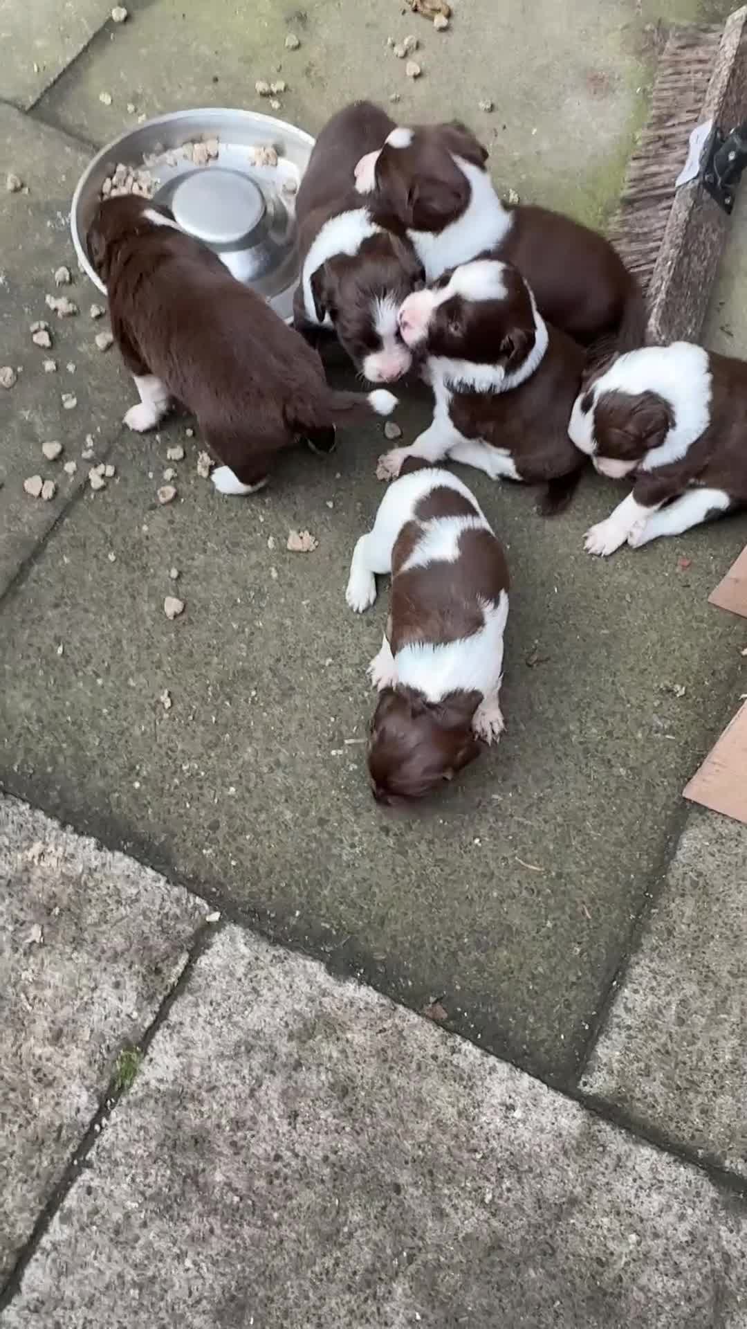 Sprollie dogs for sale: Liver & White Sprollies for sale - Video 1