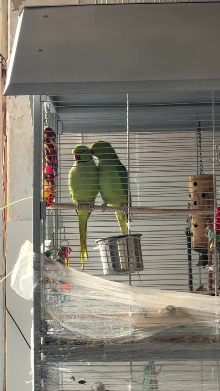 Ringnecks birds for sale: Male and female indian ringneck parrot.  - Video 1