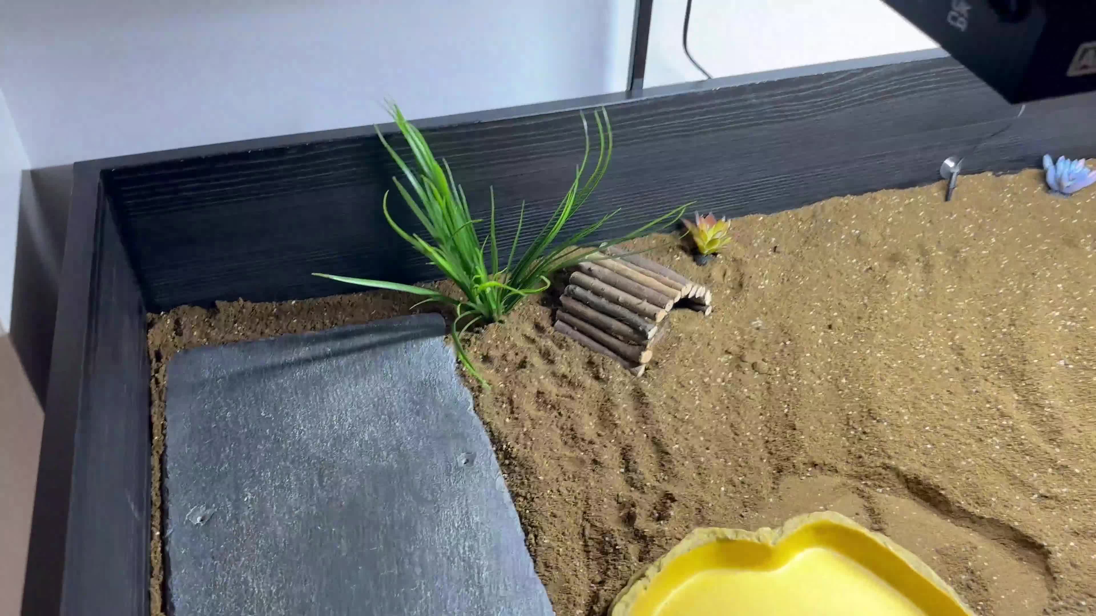 Tortoise reptiles for sale: Horsefield Tortoise  - Video 1
