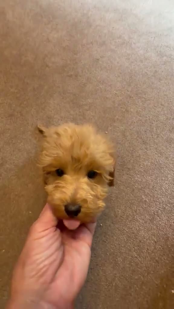 Cockapoo dogs for sale: Stunning toy F1 cockapoo    - Video 1