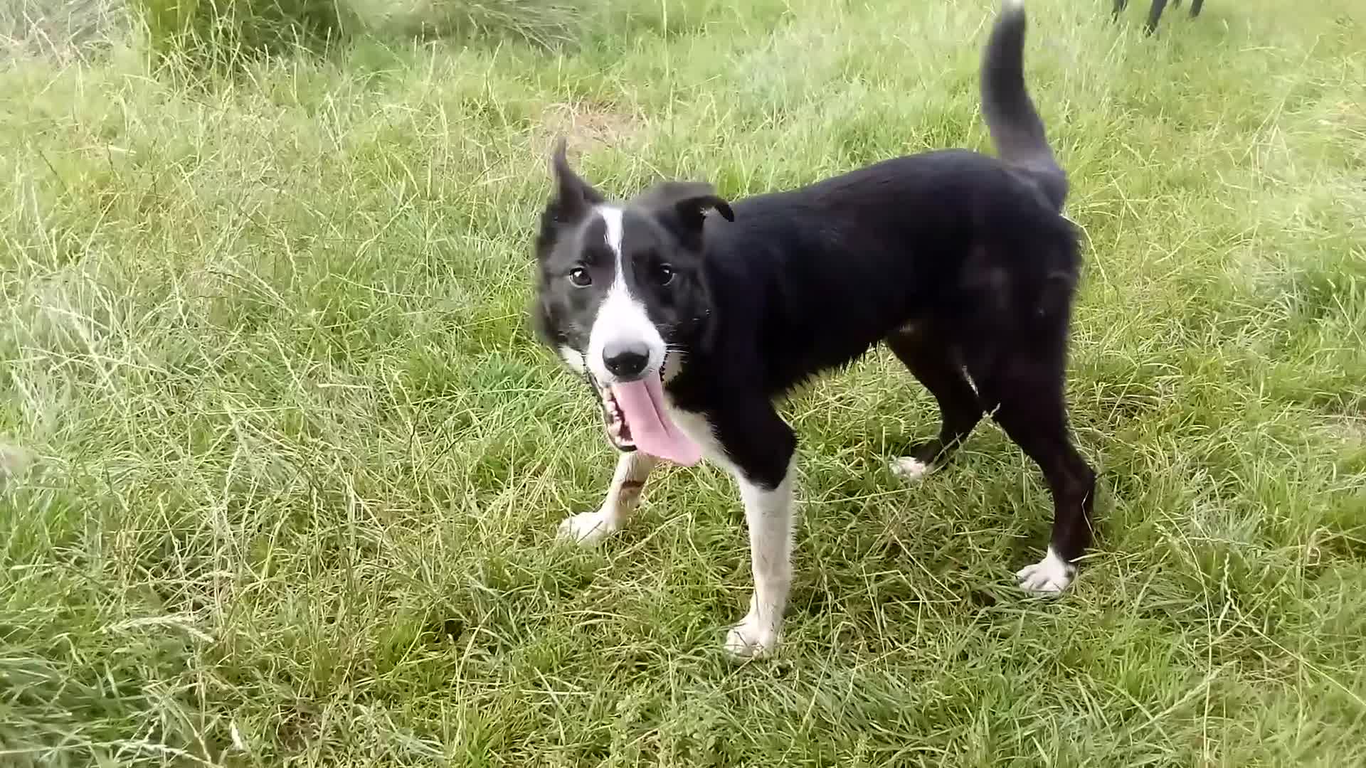 Border Collie dogs for sale: Border Collie dog, rehoming  - Video 2