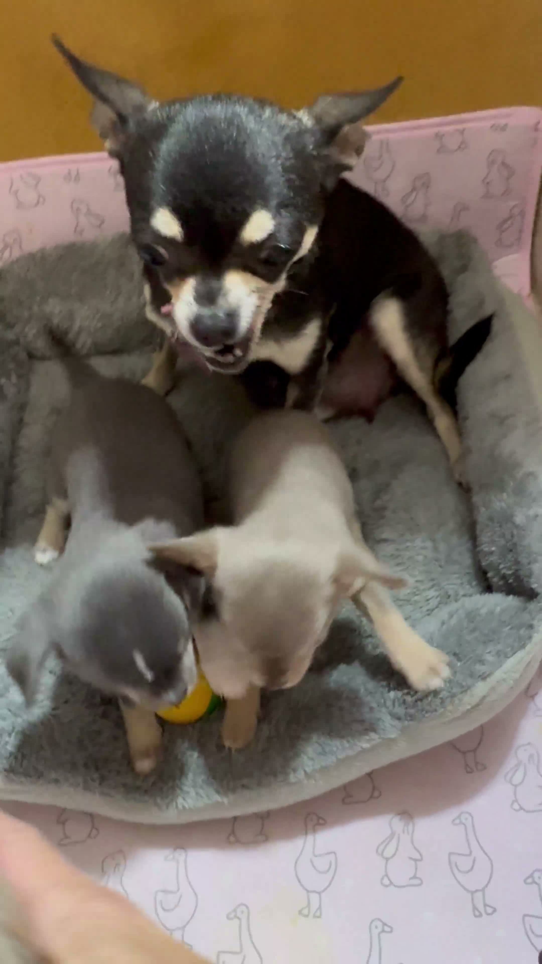 Chihuahua dogs for sale: 🐾3 Beautiful Chihuahua Puppies Raised with Care  in St Albans - Video 1