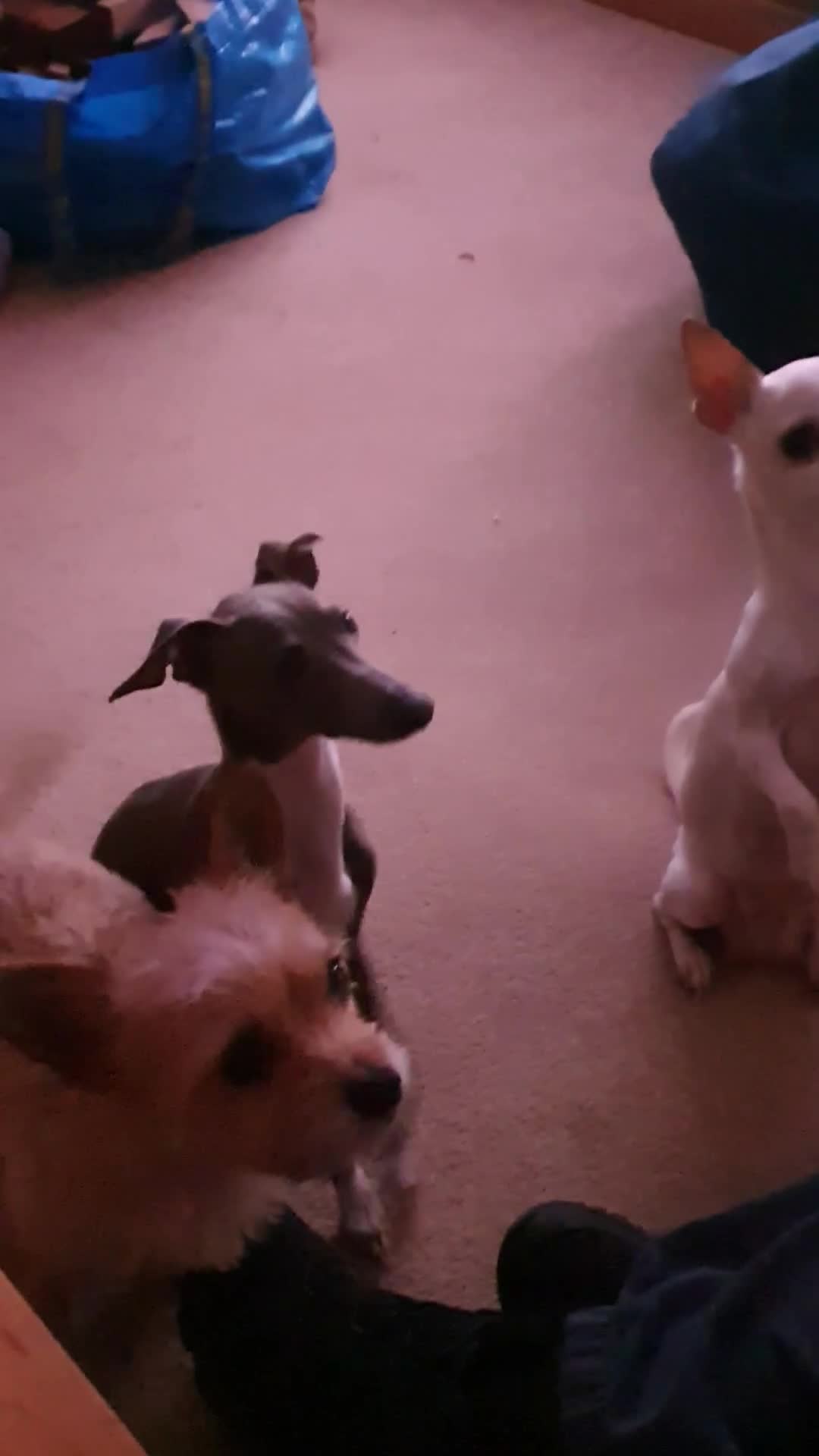 Italian Greyhound dogs for sale: Italian greyhound pup - Video 1