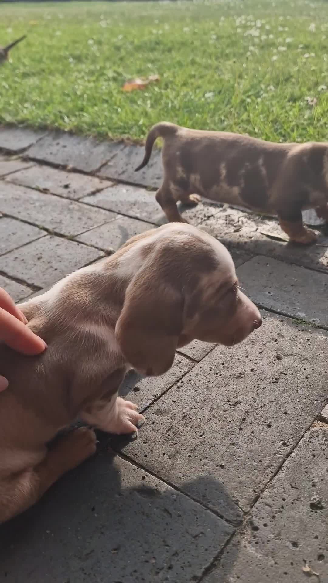 Dachshund dogs for sale: KC reg. Show Quality Standard Dachshund Girl in Ware - Video 2
