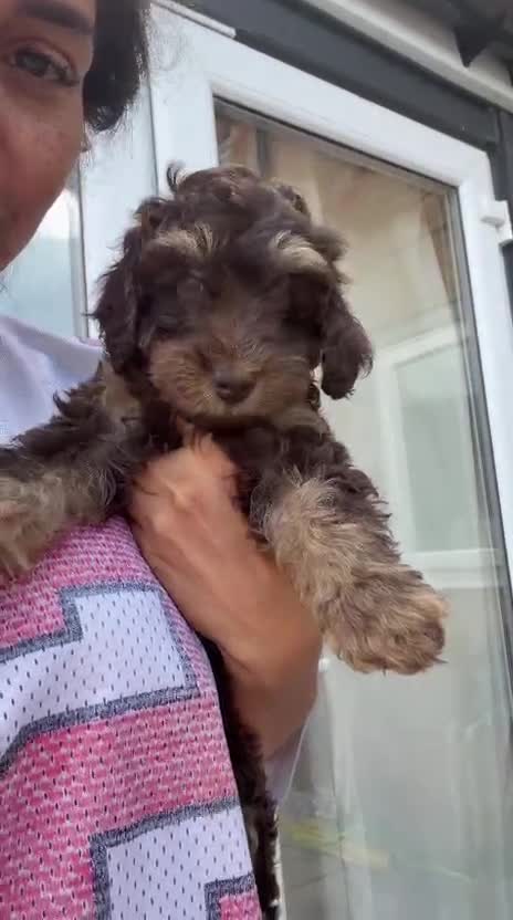 Cockapoo dogs for sale: F4 Cockapoo's for sale LAST BOY LEFT  - Video 3
