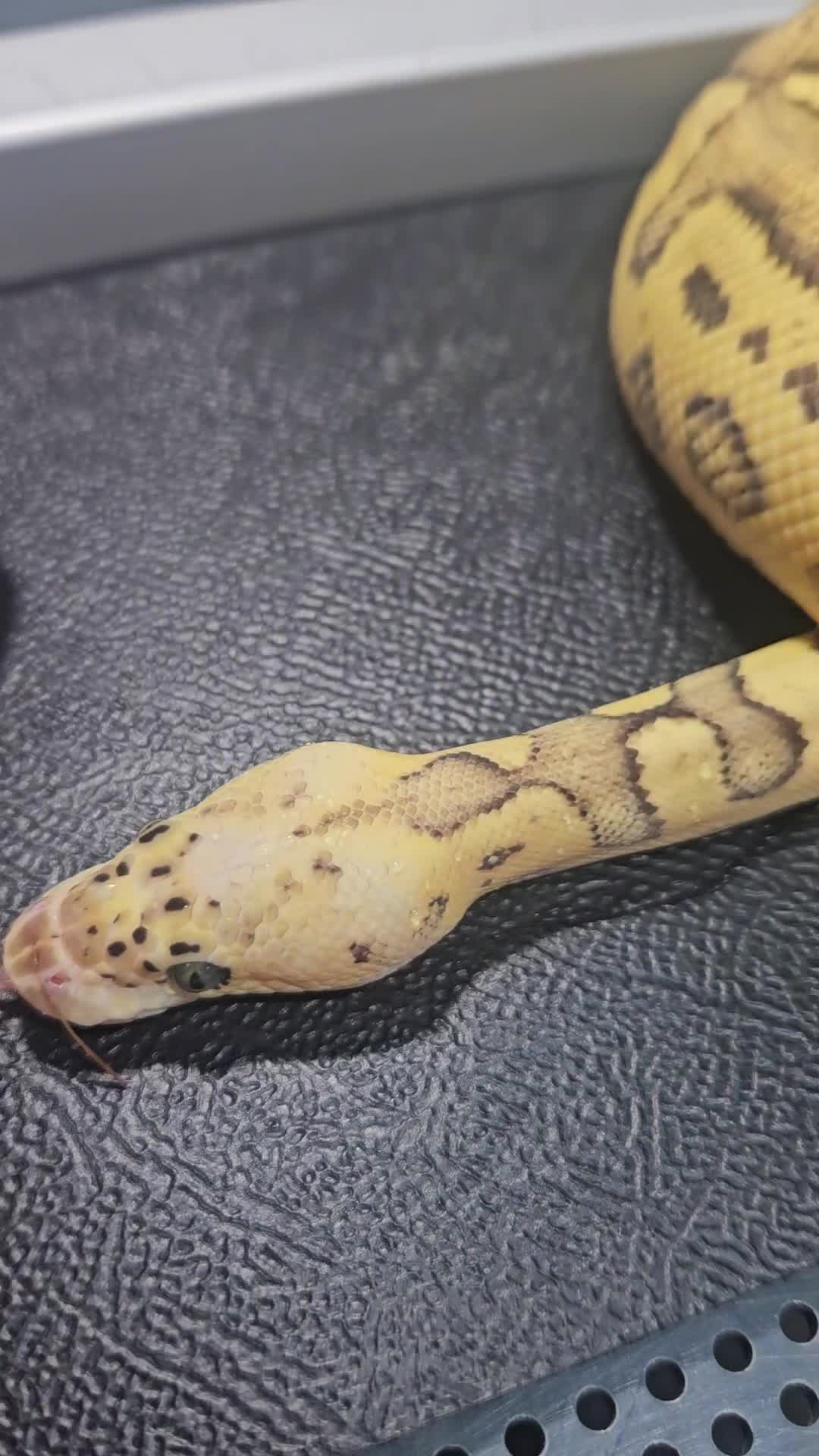 Python Snake reptiles for sale: Fire pastel clown ball python female  - Video 1