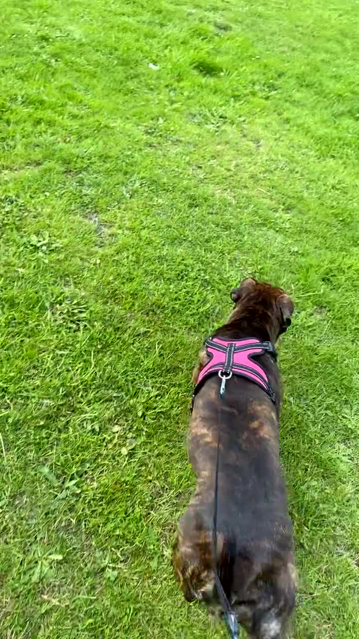 Mixed Breed dogs for sale: Roxy Cane corso cross staffy - Video 4